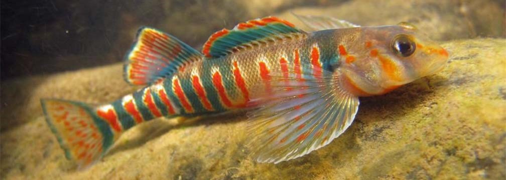 Candy Darter