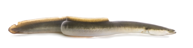 American Eel